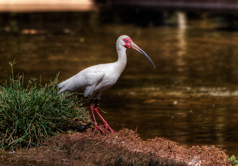 White Ibis