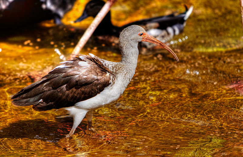 Ibis