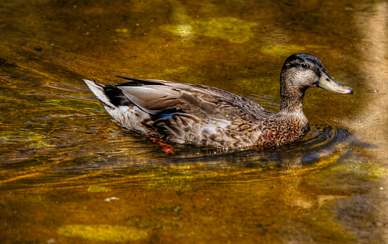 Mallard vs. American Black Duck