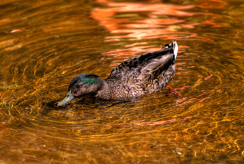 Mallard