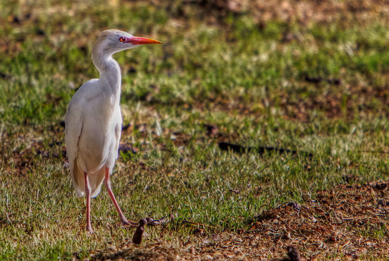 Cattle Egret