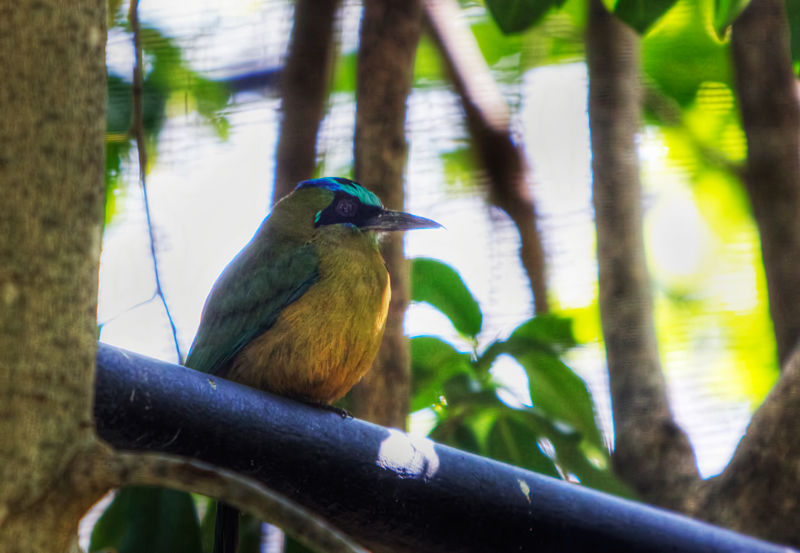 Blue-Crowned Motmot