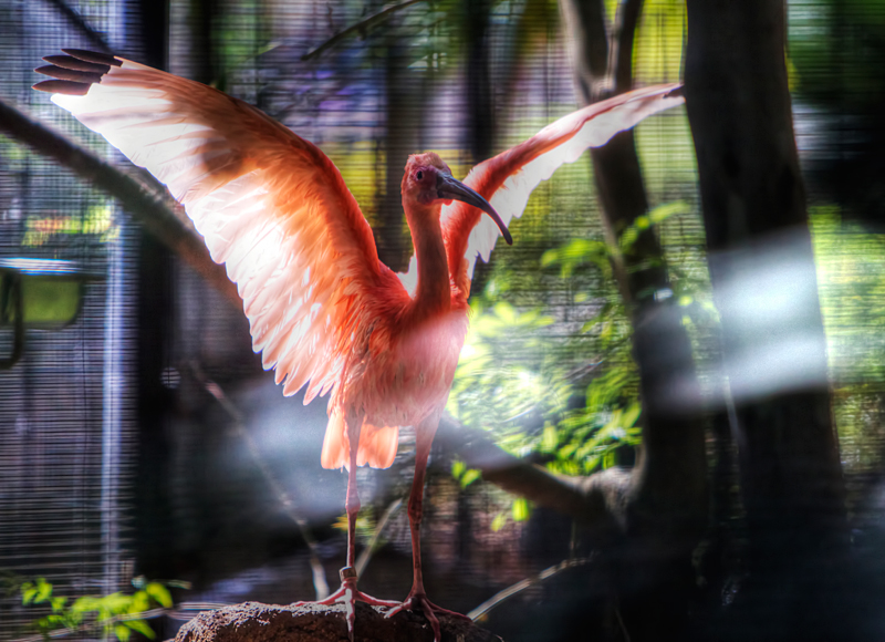 Scarlett Ibis