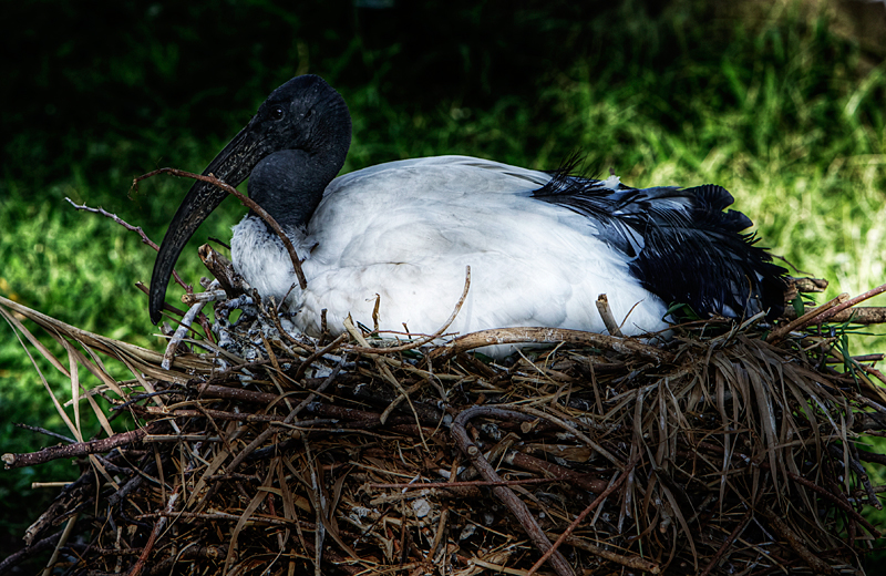 Sacred Ibis