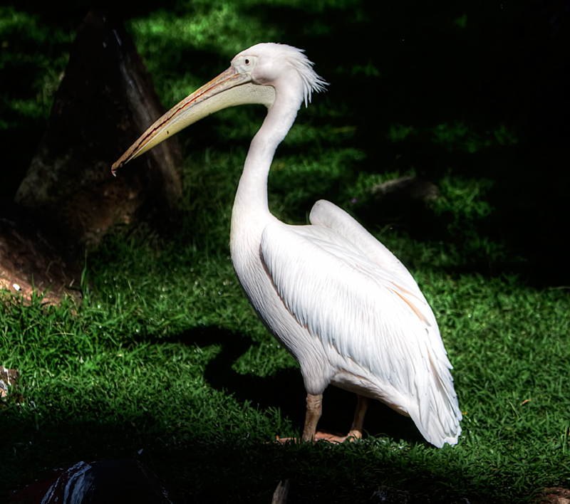 Eastern White Pelican