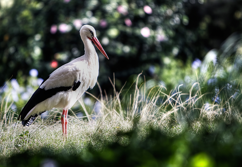 European White Stork