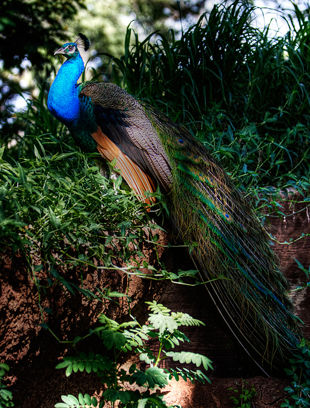 Peacock