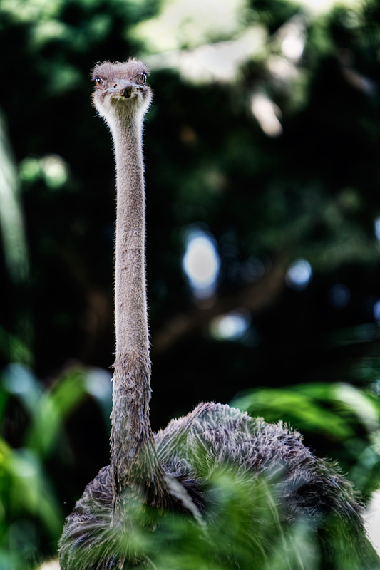 Ostrich