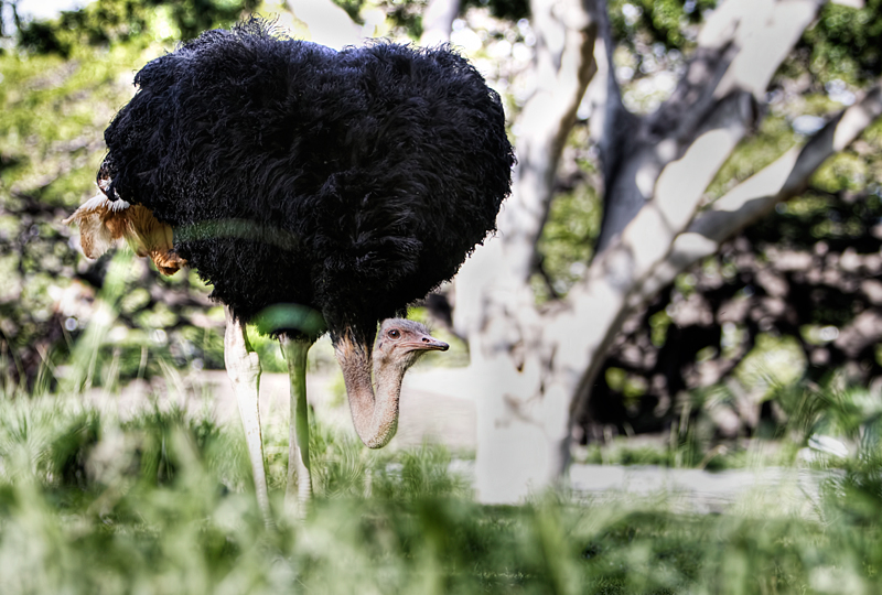 Ostrich