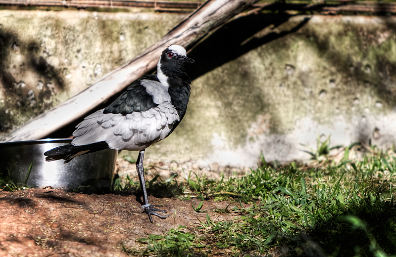 Blacksmith Plover