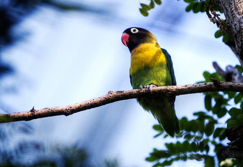 Masked Lovebird
