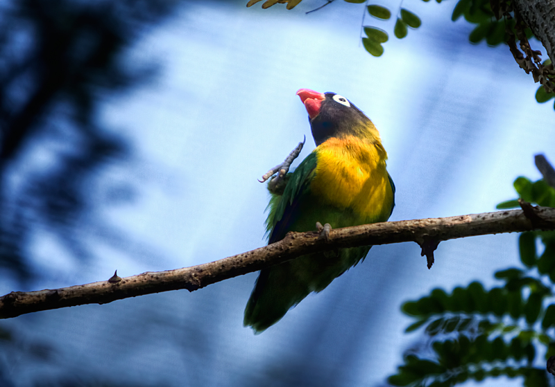 Masked Lovebird