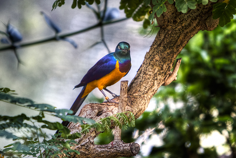Golden-breasted Starling
