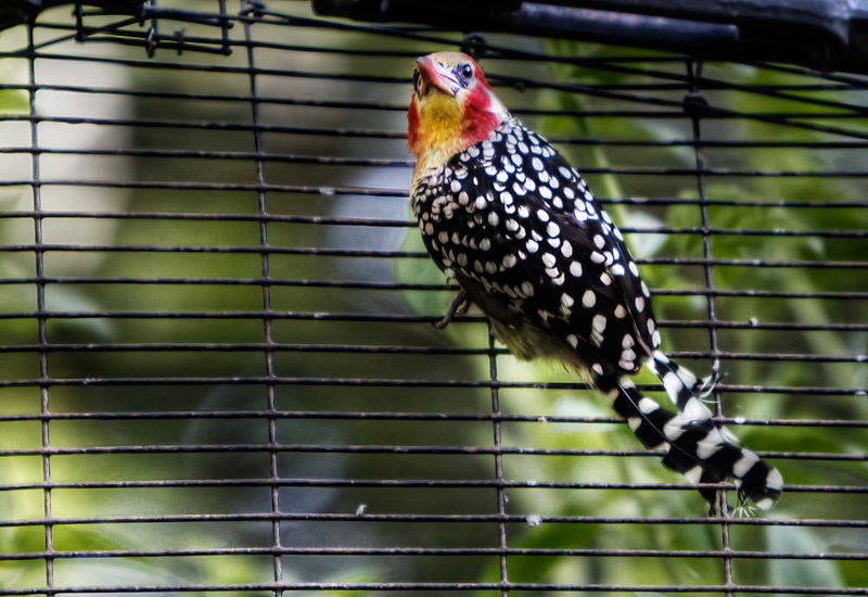 Red-and-yellow Barbet