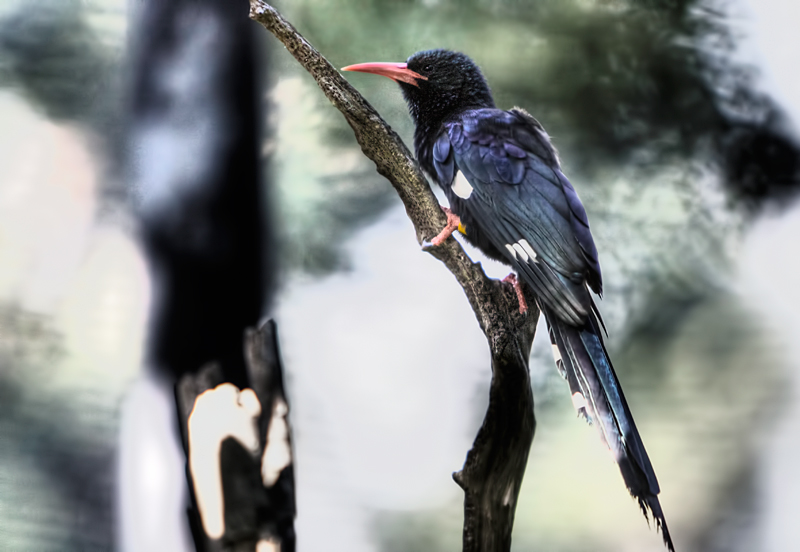 Green-wooded Hoopoe