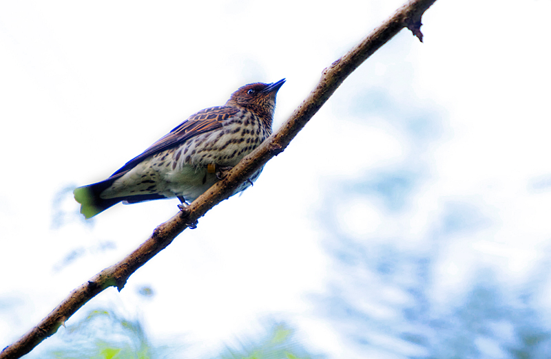 Female Violet-backed Starling
