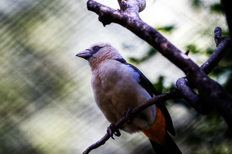 White-headed Buffalo Weaver