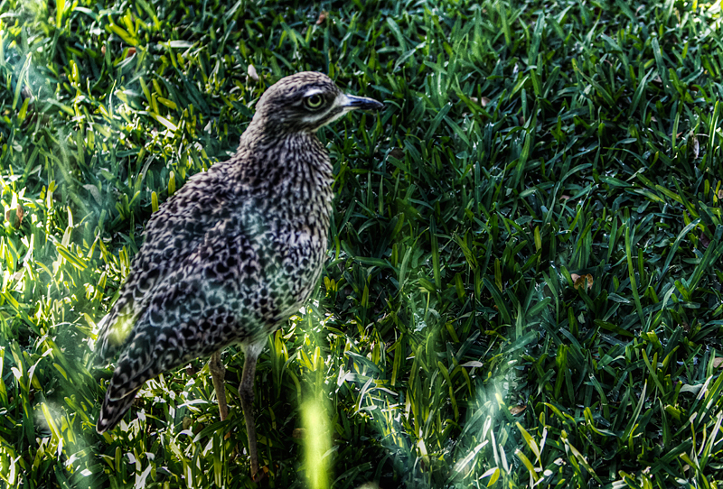 Cape Thick-knee