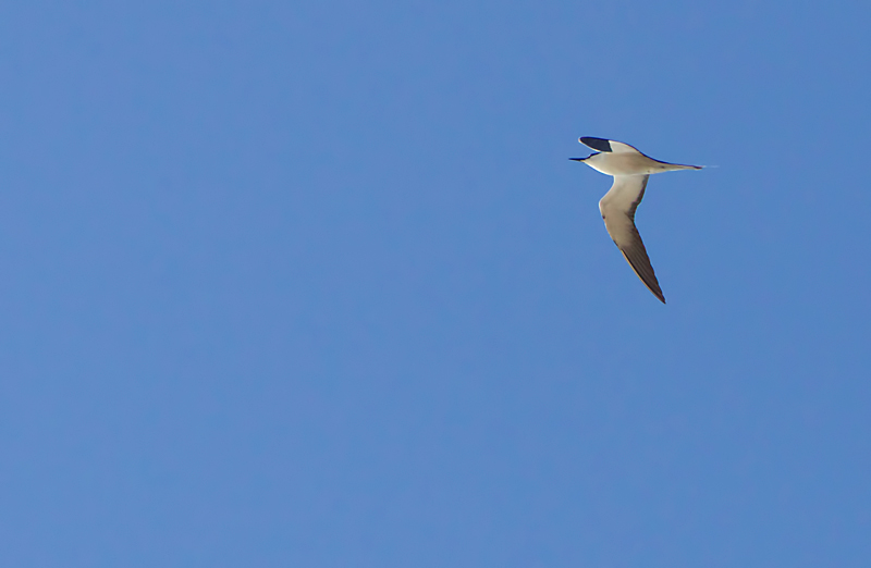 Northern Fulmar ?