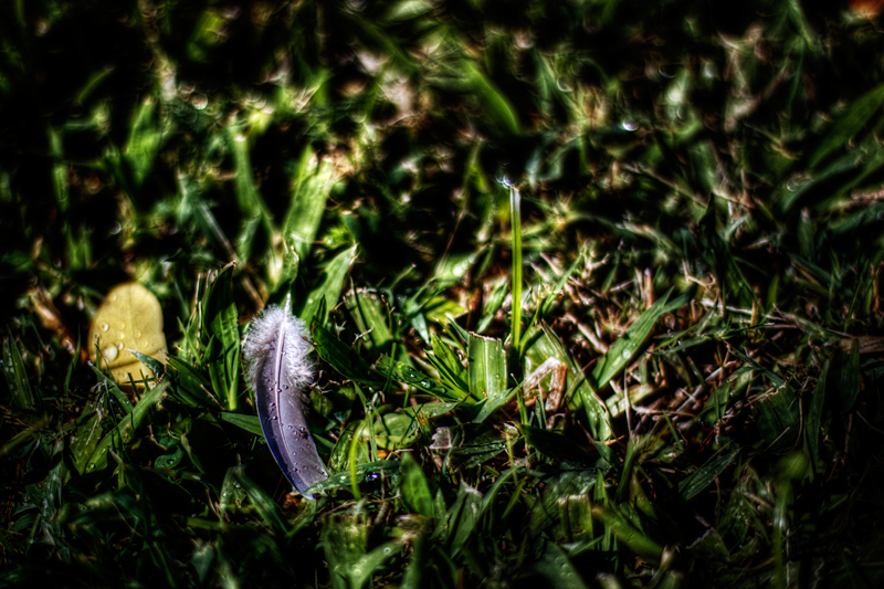 Feather