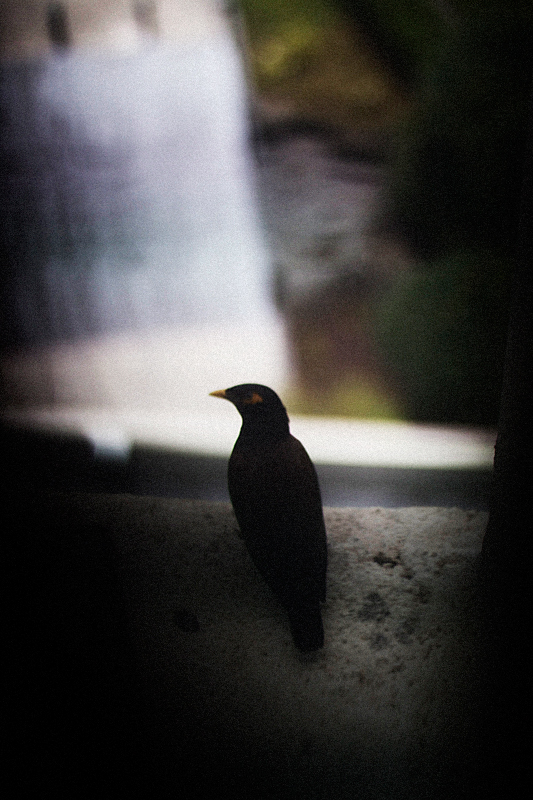 Mynah Bird III