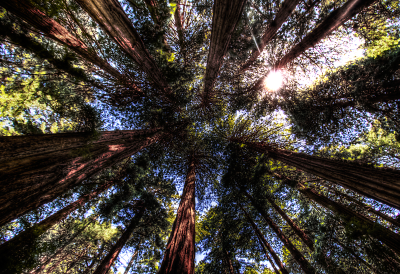 muirwoods2a