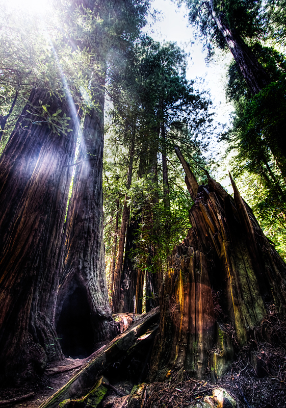 muirwoods1-3a