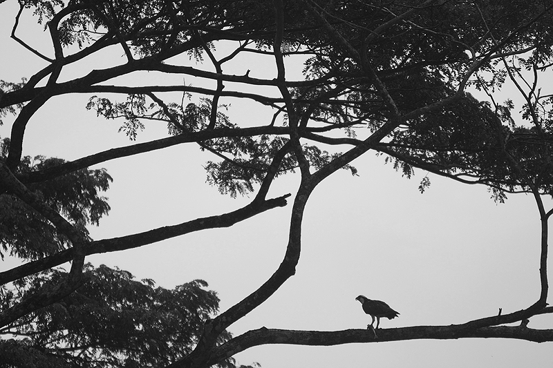 trees4a