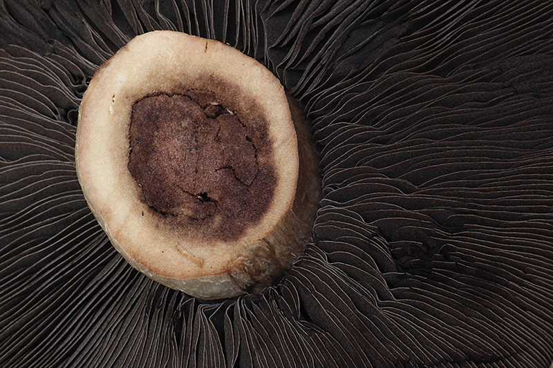 textures5a