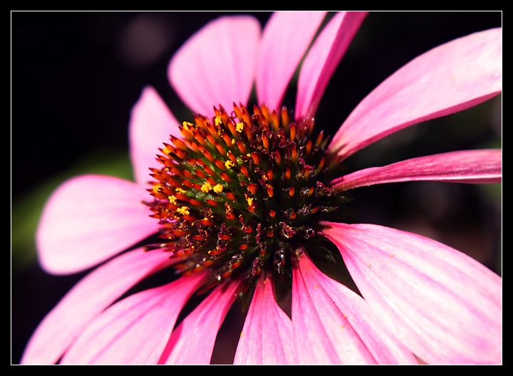 outtake3 flowers II