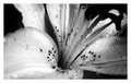 Lily 3