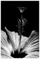 Hiaasen black and white