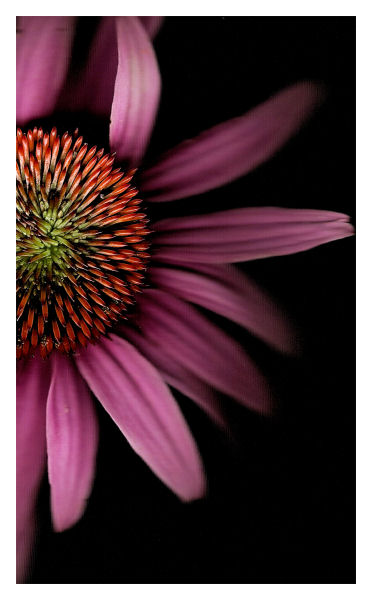 Thistle