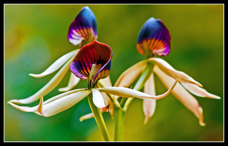 DSC_7925a.jpg