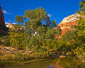 ZION-RIVER_1468-web