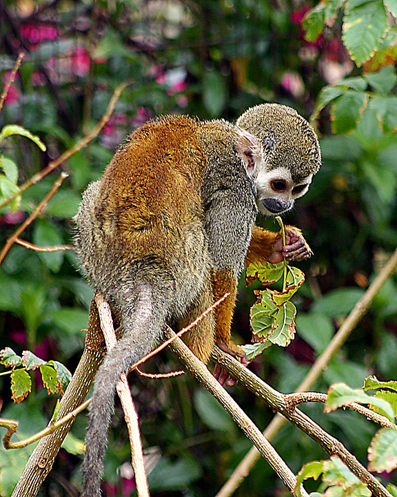 ZP_MONKEY-41.jpg