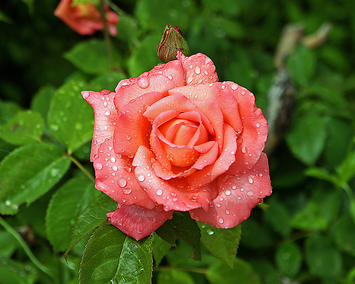 ZP_ROSE-56.jpg