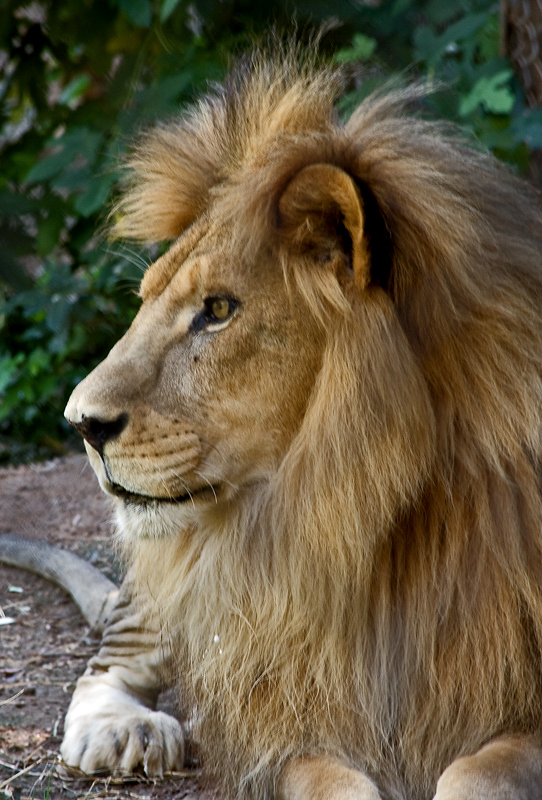 0932---lion-3-sfw