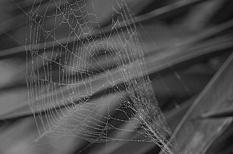 web for macro.jpg
