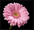 Pink Gerbera.jpg