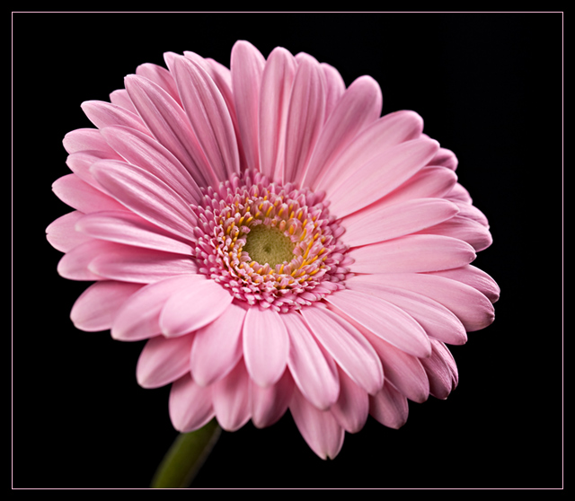 Pink Gerbera.jpg