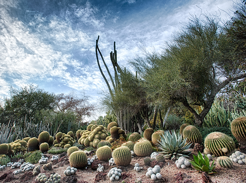 cactus-scene-DSC_5674_HDR