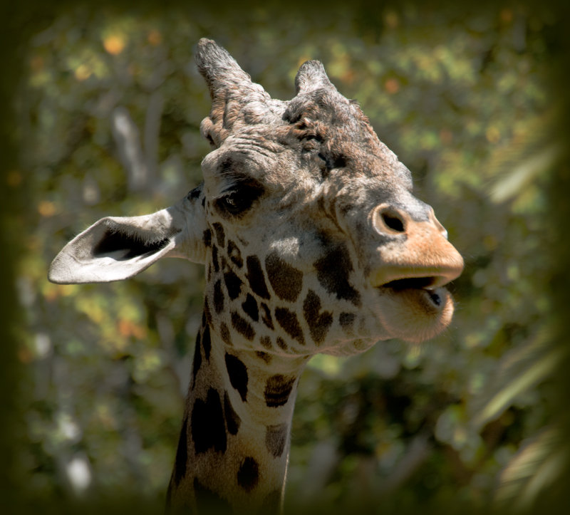 giraffe-lr-DSC_0306