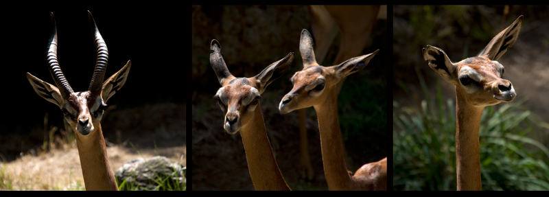 triptych-lr-DSC_0292