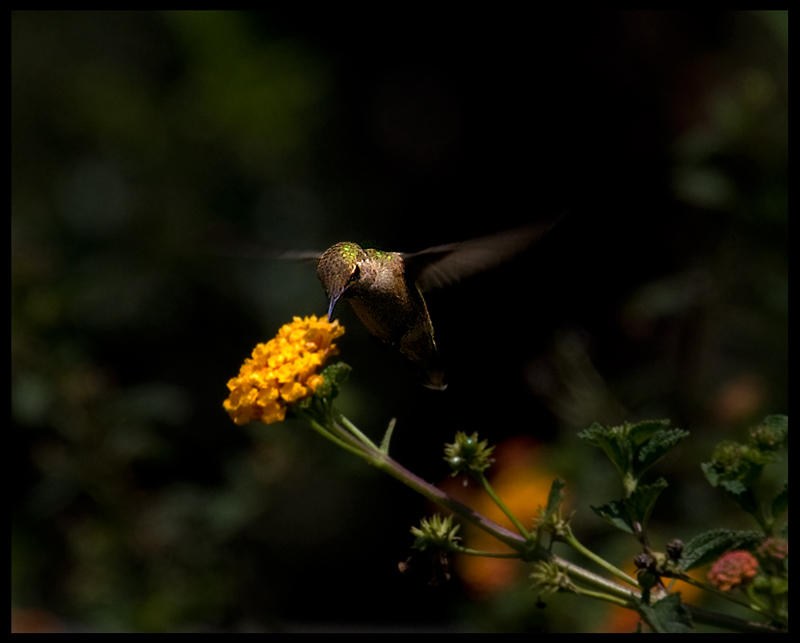 hummingbird-lr-DSC_0155