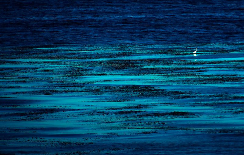 bird-lr-DSC_0057