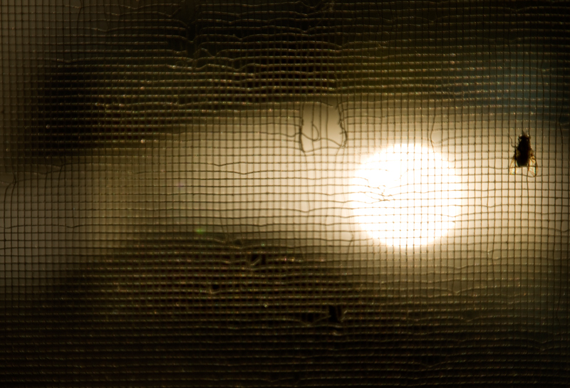 fly-lr-DSC_0111
