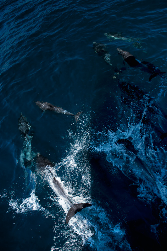lots-of-dolphins-lr-DSC_0266