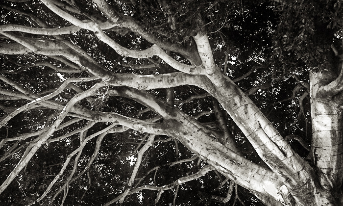 the-tree-lr-20120121134527