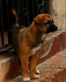 Curiousity